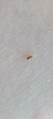 Coleoptera