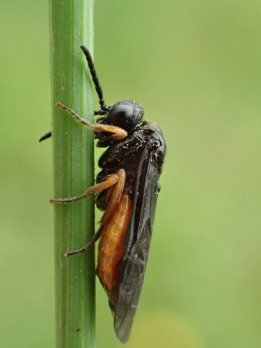 Eutomostethus luteiventris (Klug, 1816)