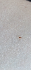 Coleoptera