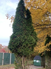 Cupressus × leylandii