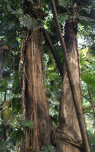 Tulipán Africano (Spathodea campanulata) · NaturaLista Mexico