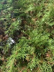 Cupressus × leylandii