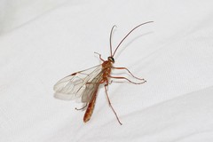 Ophion obscuratus