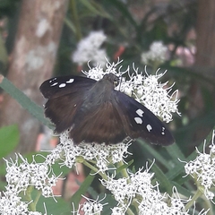 Polygonus savigny savigny