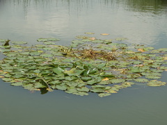 Nymphaea mexicana