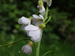Cardamine pratensis