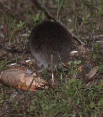 Microtus lusitanicus