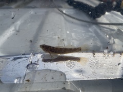 Etheostoma crossopterum