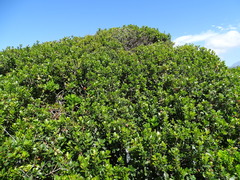 Sideroxylon inerme inerme