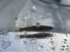 Etheostoma crossopterum