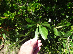 Cussonia thyrsiflora