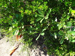 Cussonia thyrsiflora