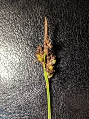 Carex torreyi