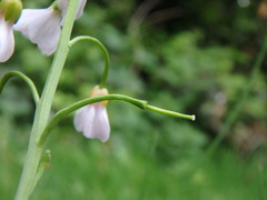 Cardamine pratensis
