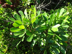 Cussonia thyrsiflora