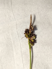 Carex torreyi