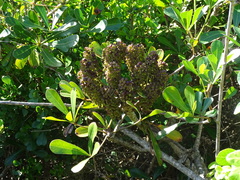 Cussonia thyrsiflora