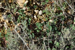 Melilotus neapolitanus