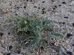 Astragalus layneae