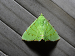 Eulepidotis viridissima