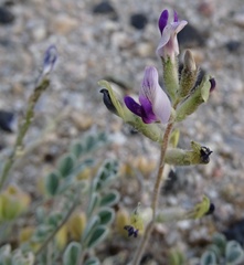 Astragalus layneae