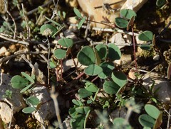 Melilotus neapolitanus