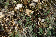 Melilotus neapolitanus
