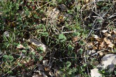 Melilotus neapolitanus