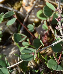Melilotus neapolitanus