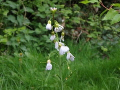 Cardamine pratensis