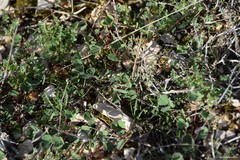 Melilotus neapolitanus