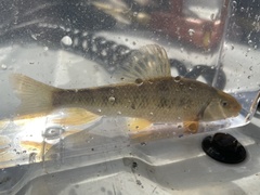 Erimyzon claviformis