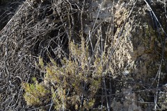 Gypsophila struthium