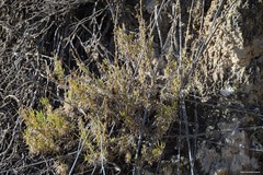 Gypsophila struthium