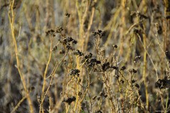 Gypsophila struthium