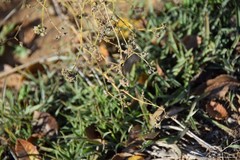 Gypsophila struthium