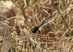 Erythrodiplax basifusca