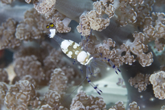 Ancylocaris brevicarpalis