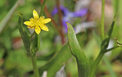 Ranunculus alismifolius montanus