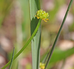 Ranunculus alismifolius montanus