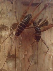 Pachyrhamma acanthocerum