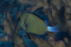 Dascyllus reticulatus