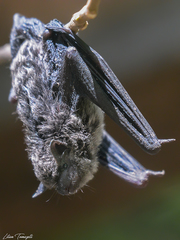 Myotis albescens