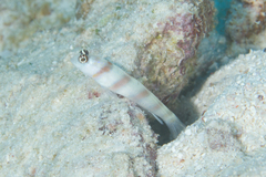 Amblyeleotris steinitzi