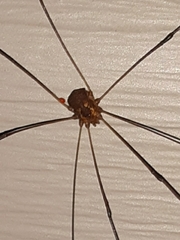 Leiobunum bimaculatum