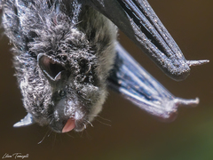 Myotis albescens