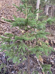 Picea