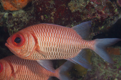 Myripristis hexagona