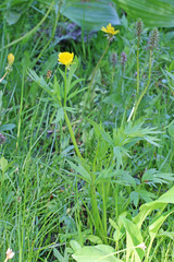 Ranunculus orthorhynchus platyphyllus