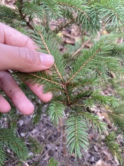 Picea